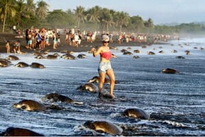 Mass Tourism affects sea turtles path to survival 