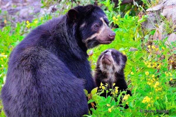 Ursos de óculos no projecto Cordillera Azul. Foto © Heinz Plenge.