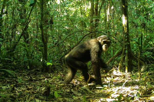 A chimpanzee caught on the Gola Rainforest camera trap.