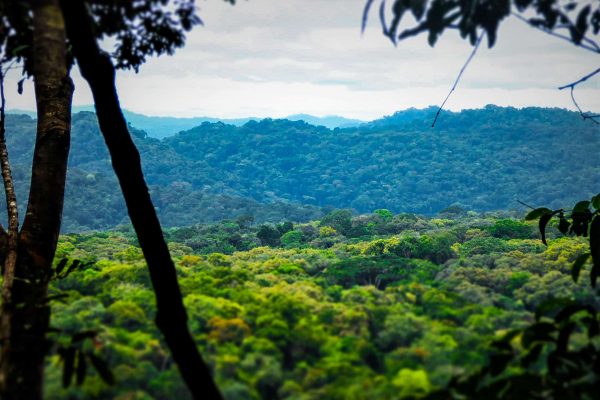 Paisagem da floresta tropical no projecto da Floresta Tropical de Gola.