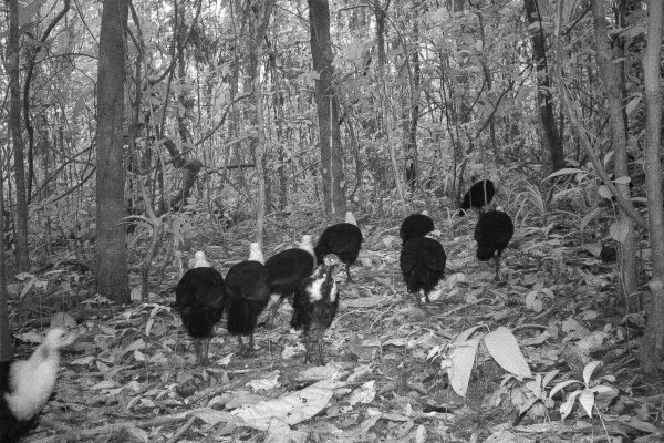 Wilde Truthähne, die mit der Wildtierkamera-Falle im Gola-Regenwald gefangen wurden.