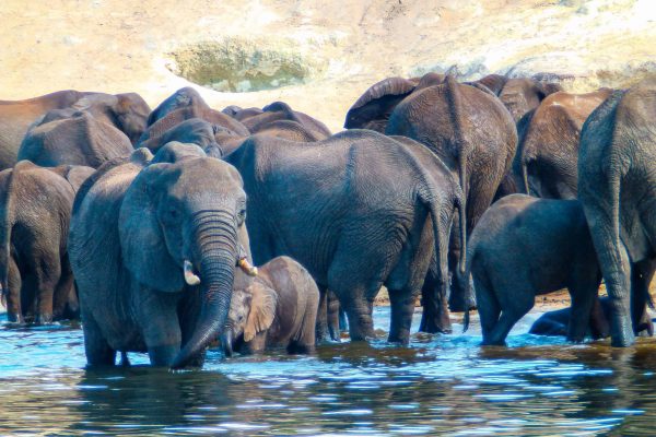 A herd of elephants in the water in the Kariba Wildlife Corridor project.
