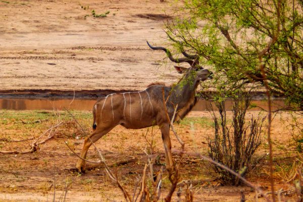 A kudu snacking in the Kariba Wildlife Corridor.