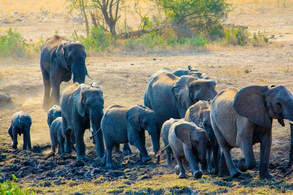 Uma manada de elefantes em movimento no Corredor de Vida Selvagem de Kasigau.