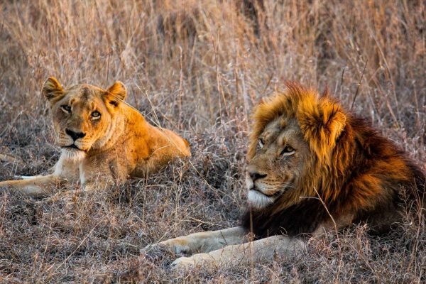 Um par de leões a apanhar sol no Corredor de Vida Selvagem de Kasigau.