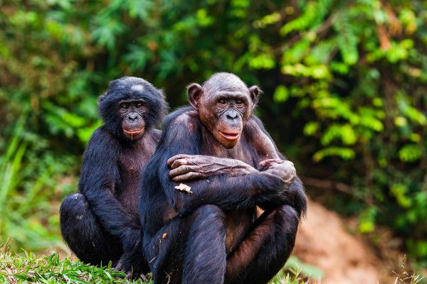 Um par de chimpanzés bonobo gravemente ameaçados no projecto Mai Ndombe, República Democrática do Congo.