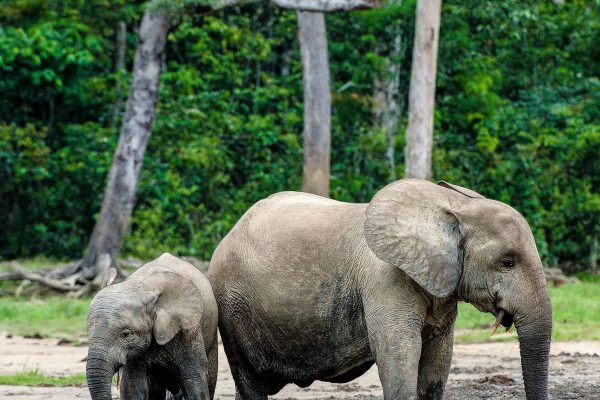 Mai Ndombe, dans la forêt tropicale du bassin du Congo, protège des espèces comme ces éléphants de forêt gravement menacés.