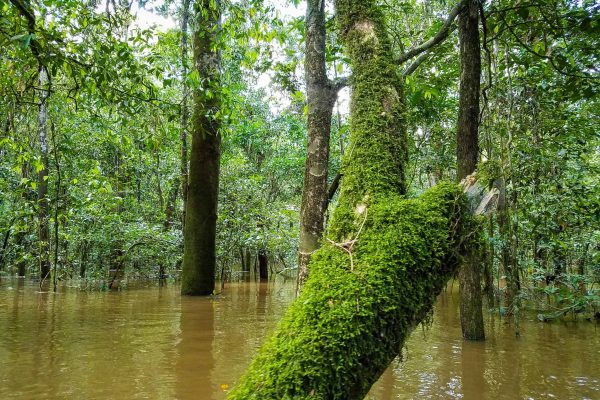 Uma floresta de mangue no projecto Amazonas Valparaiso, Pará, Brasil.