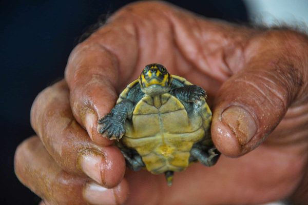 Uma tartaruga bebé do projecto Valparaiso, Brasil.