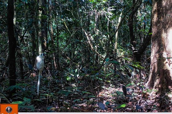 Ein weißer Satteltamarin, der im Amazonas-Valparaiso-Projekt auf einen Baum klettert, aufgenommen mit einer Wildtierkamera.
