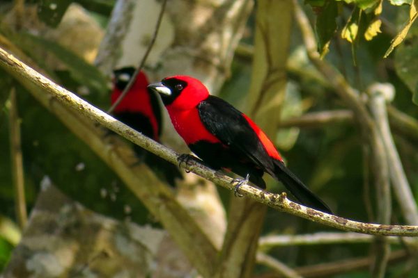 A masked crimson tanager in the Envira project.