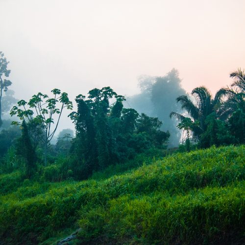 Fog over the rainforest landscape in the Envira Amazonia project, Brazil.