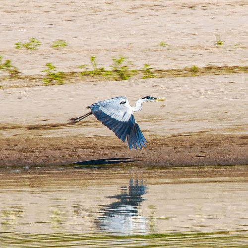 A heron flies over a riverbank in the Envira Amazonia project.