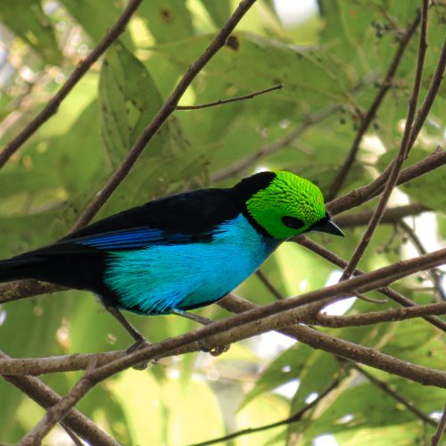 A paradise tanager in the Envira Amazonia project.