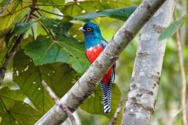 A blue-crowned trogon in the Envira Amazonia project.