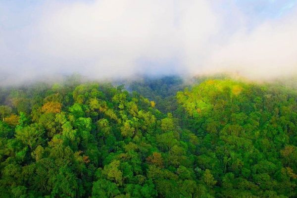 Nevoeiro e floresta no projecto Costa da Conservação da Guatemala.