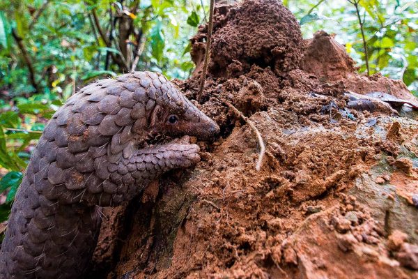 A pangolin in the Southern Cardamom project, Cambodia, which protects habitat for this critically endangered species.