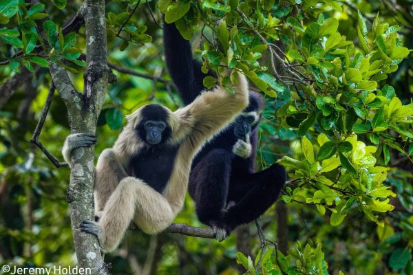 Gibbons plissés en danger dans le projet des Cardamomes du Sud, Cambodge.