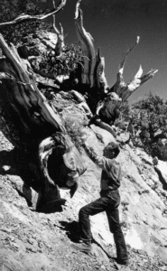 Edmund Schulman preparing to take an increment bore from an ancient bristlecone pine