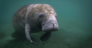 Amazonian Manatee swimming underwater