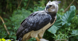 Harpy Eagle sitting in forest