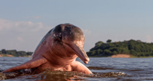 Amazon River Dolphin peaking head out of water with pink belly