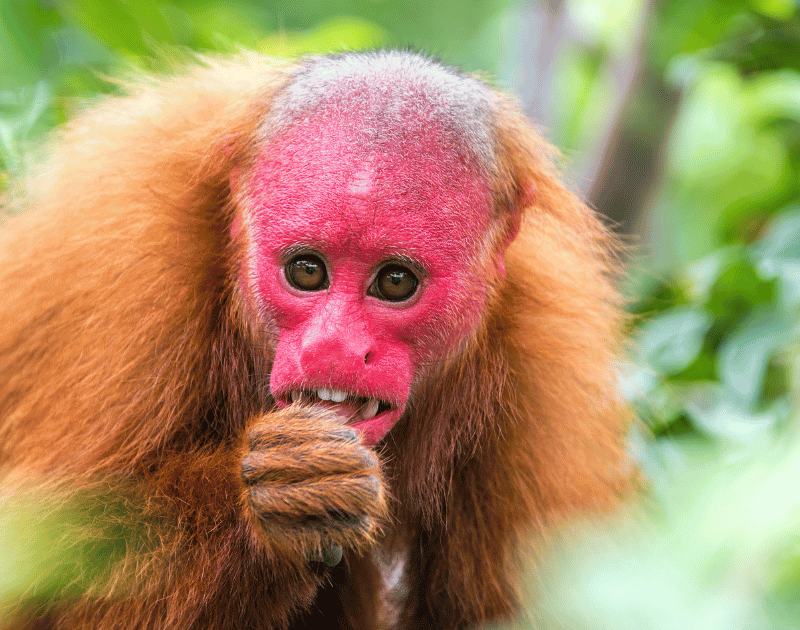 Amazon Rainforest Endangered Species Monkey with hand