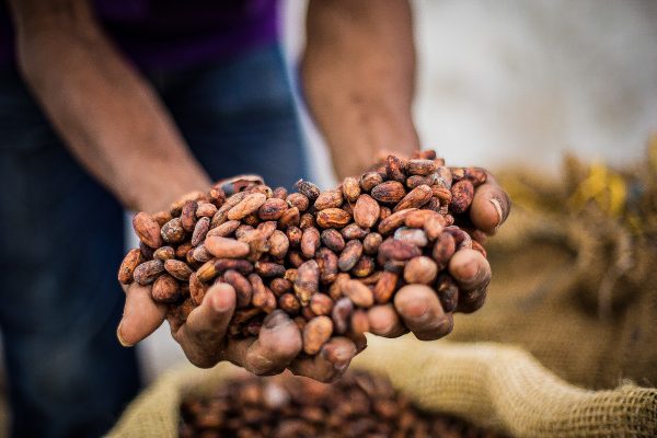 Een arbeider houdt cacaobonen vast tijdens de verwerking in het Pacific Forest Communities project in Colombia.