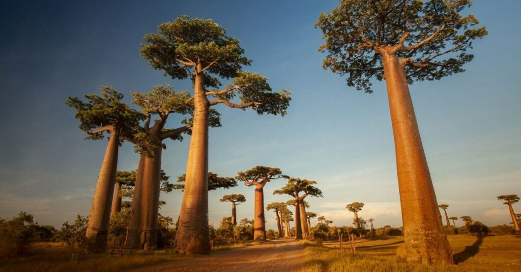 The Avenue of baobabs in Madagascar are beautiful trees.