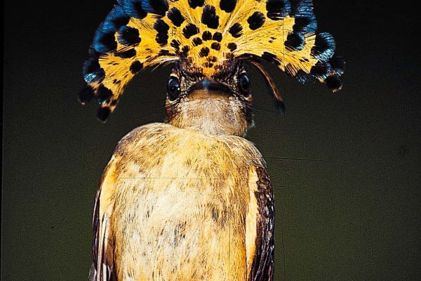 Uma ave fabulosa no projecto Costa das Caraíbas da Guatemala.