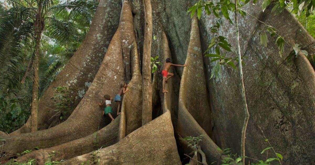 The World’s Most Beautiful Trees