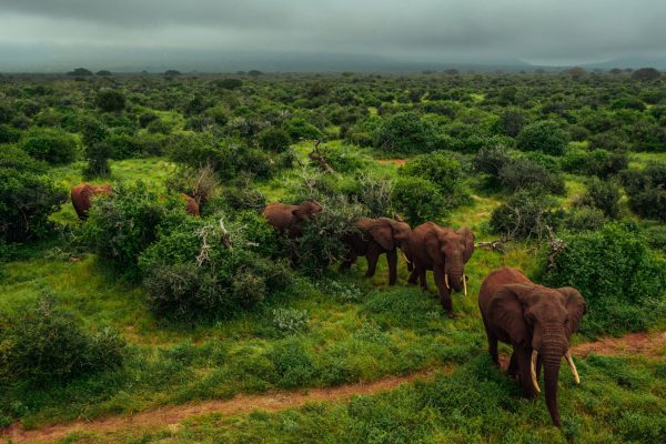 Uma manada de elefantes atravessando as planícies no projecto Kasigau, Quénia. Crédito fotográfico: Filip C. Agoo for Wildlife Works Carbon.