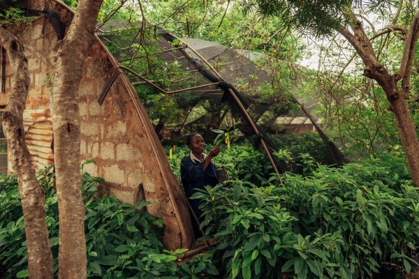 Gewächshauspflege im Kasigau-Projekt, Kenia. Bildnachweis: Filip C. Agoo für Wildlife Works Carbon.