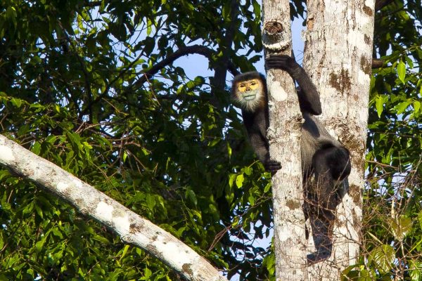 Un macaque en voie de disparition sauvé par le personnel du sanctuaire de la faune de Keo Seima, au Cambodge.