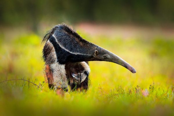 A giant anteater walking in the grass Nii Kaniti, Peru