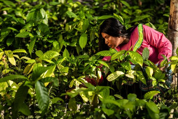 Boerin verzorgt gewassen in het Nii Kaniti project, Peru