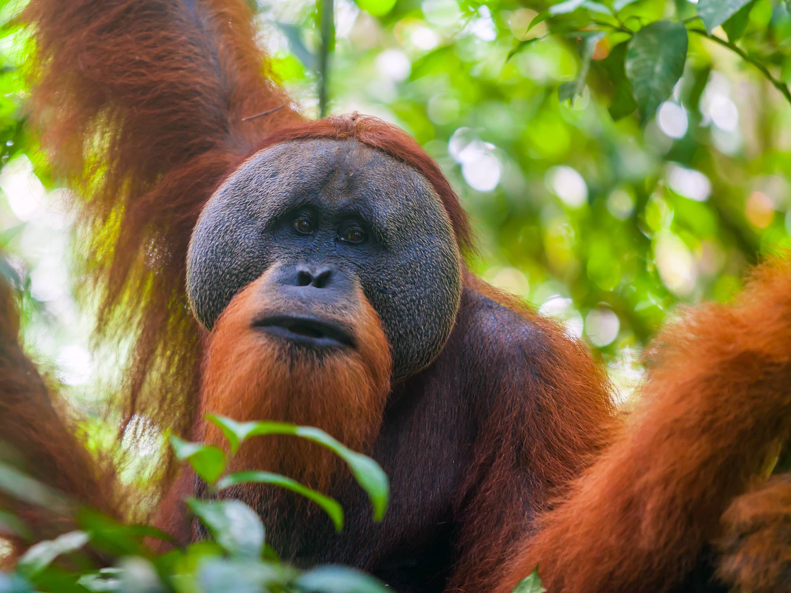 The Top 10 Orangutan Facts You Need to Know