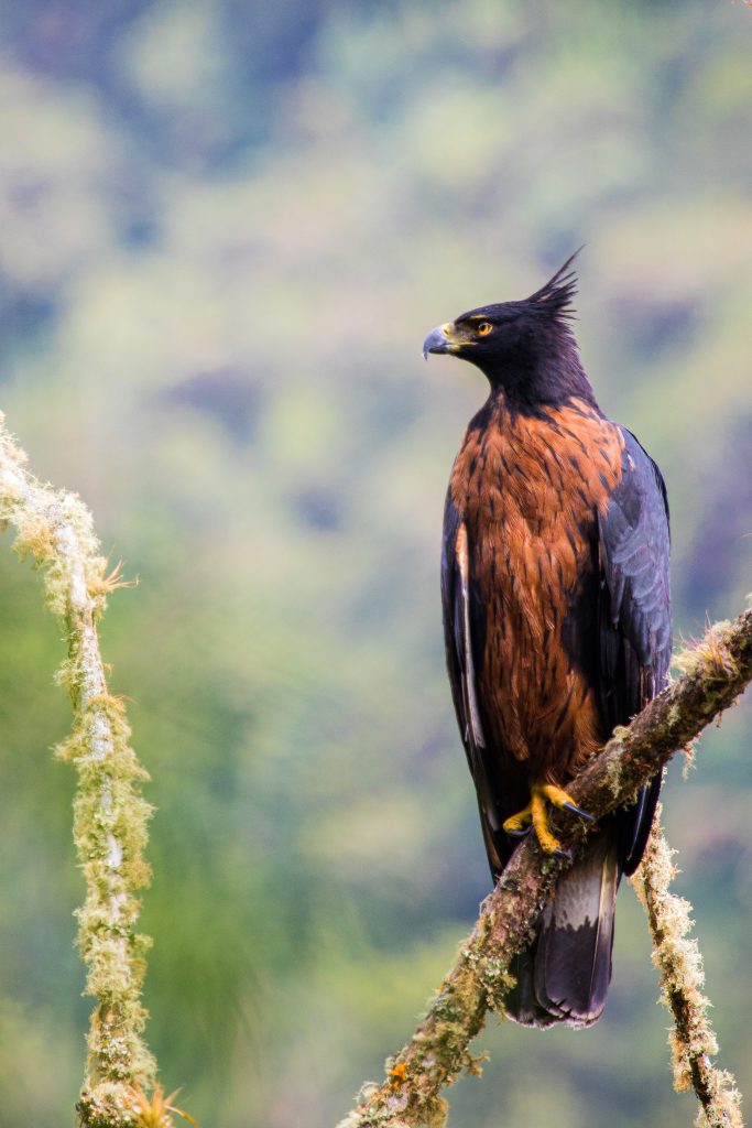 El proyecto Comunidades de Bosques del Pacífico alberga aves en peligro de extinción, como esta espectacular águila negra y castañera. Foto: Daniel Mideros.