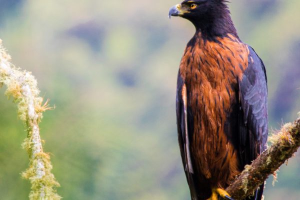 O projecto Pacific Forest Communities é o lar de aves ameaçadas de extinção como esta espectacular águia-preta e castanha. Crédito fotográfico: Daniel Mideros.