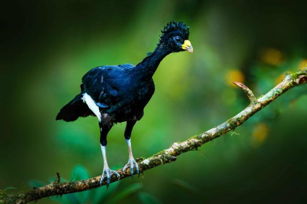 A great curassow, one of many special and endangered birds protected by the Pacific Forest Communities project in Colombia.