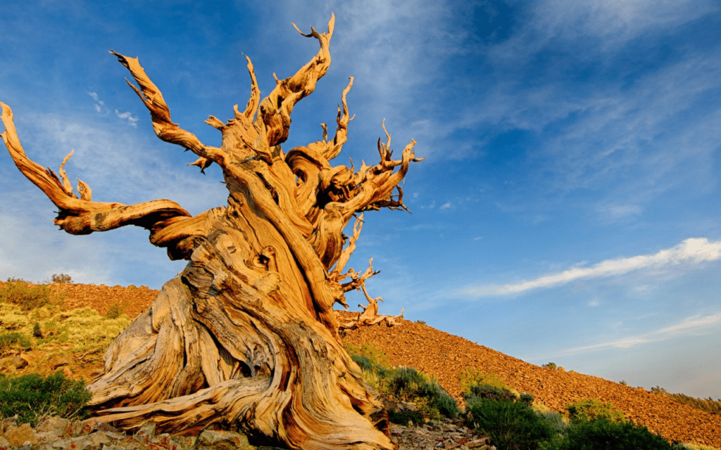 &quot;Methuselah,&quot; a bristlecone pine in California long considered to be the world&#039;s oldest tree. Image Credit: Yen Chao, Flickr