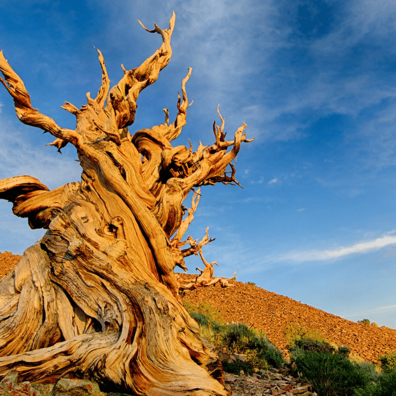 "Methuselah," a bristlecone pine in California long considered to be the world's oldest tree. Image Credit: Yen Chao, Flickr