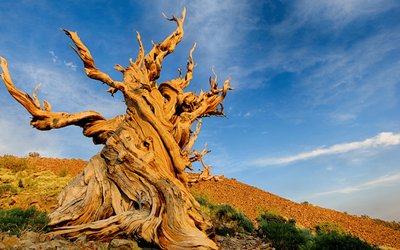 Methuselah: The World’s Oldest Living Tree & Other Ancient Giants
