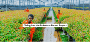 Planters in the Bukaleba Forest project with text overlay