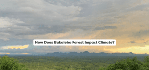 Bukaleba forest landscape with text overlaid