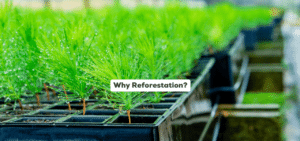 Tree seedlings with text overlay