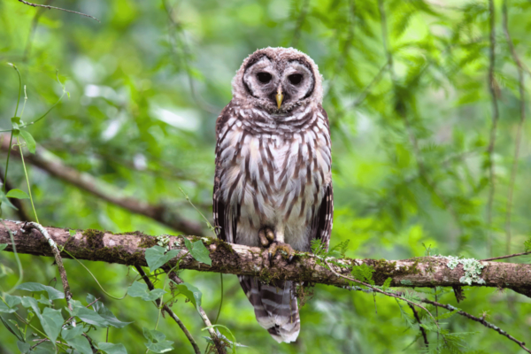 Barred owl sitting on branch virginia beach