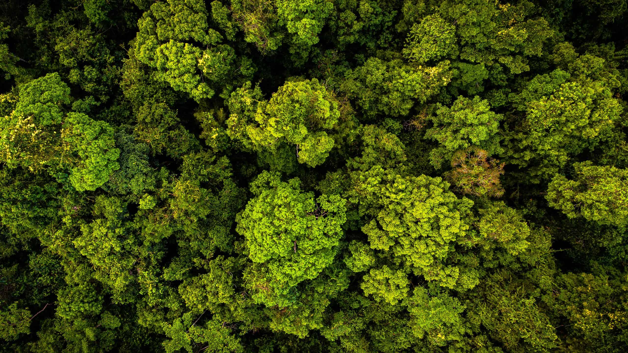 8 Reasons We Need To Save (Tropical) Forests