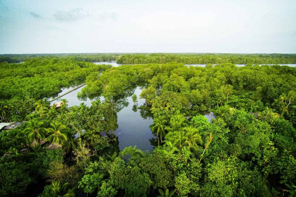 Wetlands in een van de Pacific Forest Communities projecten, Colombia.