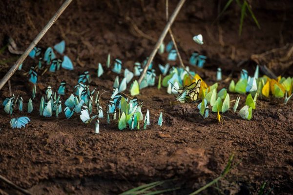 Een regenboog van vlinders fladdert langs de grond in het Tambopata project, Peru.